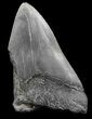 Partial Megalodon Tooth - Georgia #45083-1